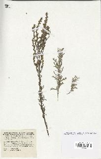 spécimen de Artemisia coerulescens