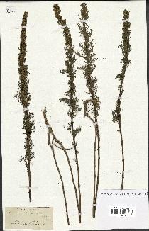 spécimen de Artemisia chamaemelifolia