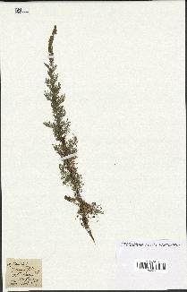 spécimen de Artemisia chamaemelifolia