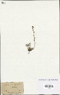 spécimen de Artemisia mutellina
