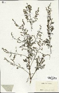 spécimen de Artemisia annua