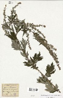 spécimen de Artemisia vulgaris