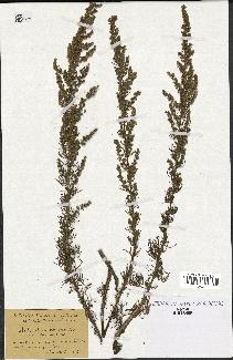 spécimen de Artemisia variabilis