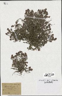 spécimen de Thymus serpyllum