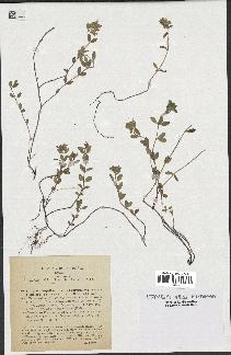 spécimen de Thymus serpyllum