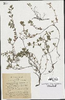 spécimen de Thymus serpyllum
