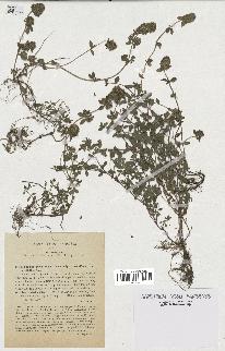 spécimen de Thymus serpyllum