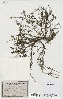 spécimen de Anthemis arvensis