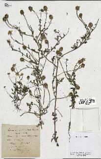 spécimen de Anthemis arvensis