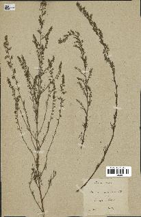 spécimen de Artemisia campestris