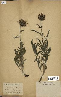 spécimen de Centaurea scabiosa