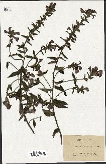 spécimen de Pedicularis resupinata