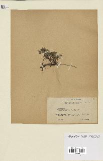 spécimen de Thymus serpyllum