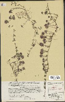 spécimen de Thymus polytrichus