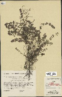 spécimen de Thymus polytrichus