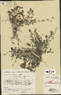 spécimen de Thymus polytrichus