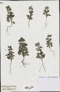 spécimen de Teucrium botrys