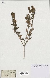 spécimen de Teucrium fruticans