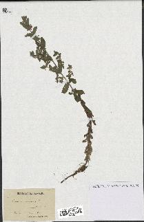 spécimen de Teucrium scordium