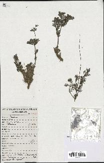 spécimen de Lavandula coronopifolia