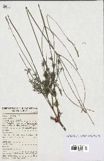 spécimen de Lavandula coronopifolia