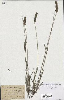 spécimen de Lavandula latifolia