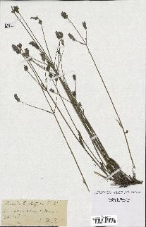 spécimen de Lavandula latifolia