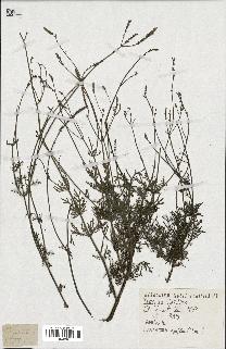 spécimen de Lavandula apiifolia