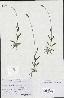 spécimen de Lavandula officinalis