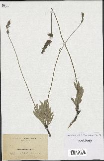 spécimen de Lavandula lanata