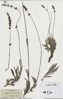 spécimen de Lavandula lanata