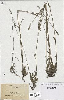 spécimen de Lavandula latifolia