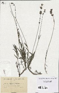 spécimen de Lavandula fragrans