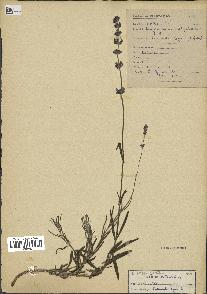 spécimen de Lavandula delphinensis