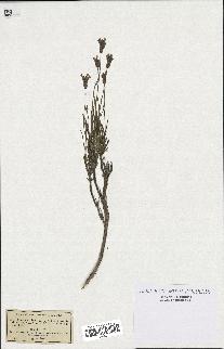 spécimen de Lavandula spica