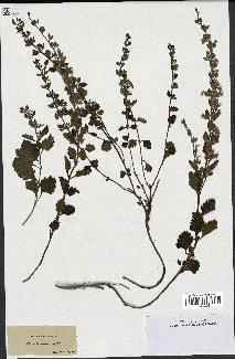 spécimen de Teucrium lucidum