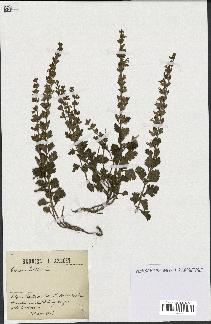 spécimen de Teucrium lucidum