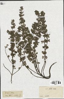 spécimen de Teucrium botrys