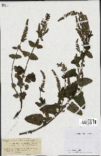 spécimen de Teucrium baeticum