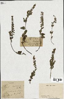 spécimen de Teucrium baeticum