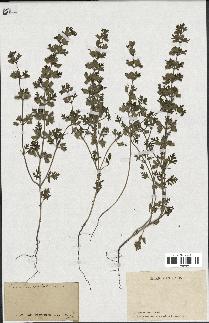 spécimen de Teucrium botrys