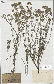 spécimen de Teucrium capitatum