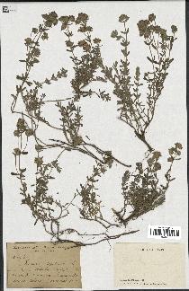 spécimen de Teucrium capitatum