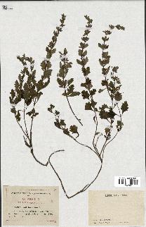 spécimen de Teucrium lucidum