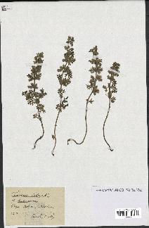 spécimen de Teucrium botrys