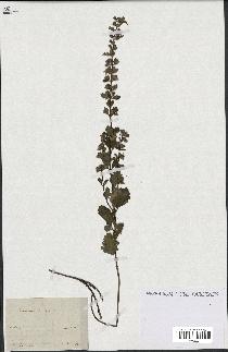 spécimen de Teucrium lucidum