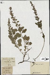 spécimen de Teucrium lucidum