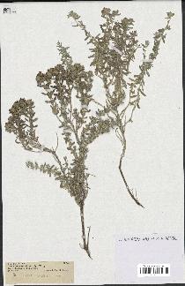 spécimen de Teucrium capitatum