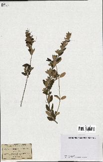 spécimen de Teucrium fruticans