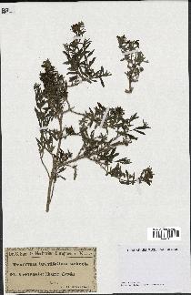 spécimen de Teucrium brevifolium